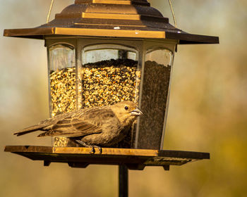 Side view of bird perching on wooden post