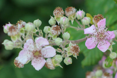 Close-up of pink flowers