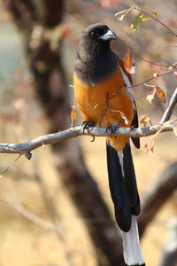 Close-up of bird perching on branch