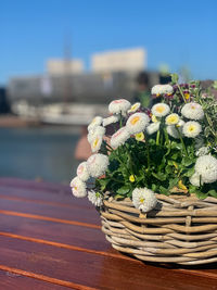 Close-up of flowering plant in basket