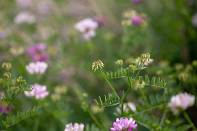 Close-up of insect on pink flowering plant