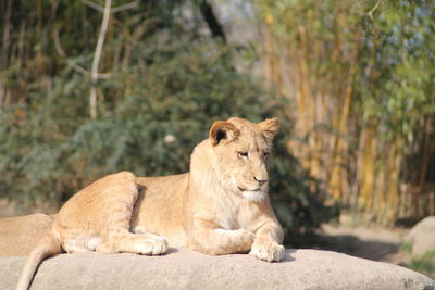 Lioness sitting on rock