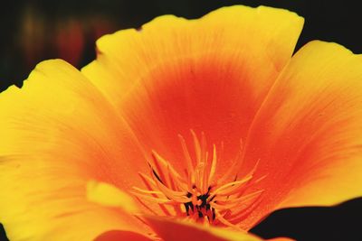 Close-up of orange hibiscus
