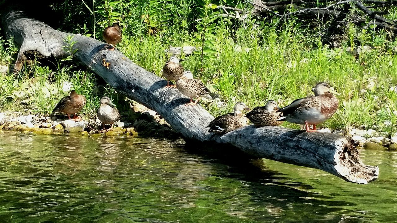 bird, animal themes, animals in the wild, wildlife, water, duck, lake, grass, reflection, mallard duck, nature, pond, two animals, green color, waterfront, day, outdoors, medium group of animals, swimming