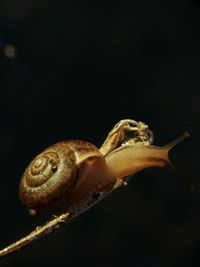 Close-up of snail against black background