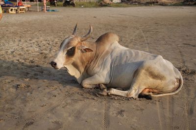 Close-up of lion on sand