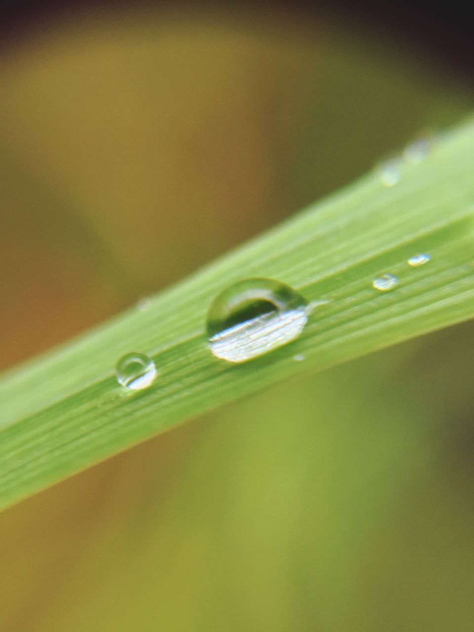 MACRO SHOT OF WATER DROPS ON LEAF