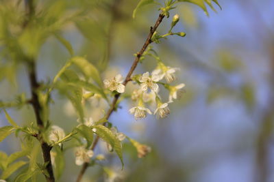 Close-up of flowering plant