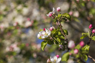 Close-up of pink flowering plant