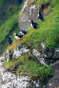 Bird perching on rock