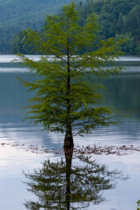Tree by lake in forest against sky