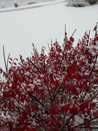 Close-up of red cherry blossom tree during winter