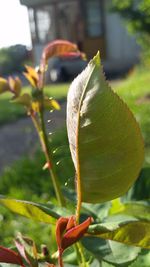 Close-up of plant