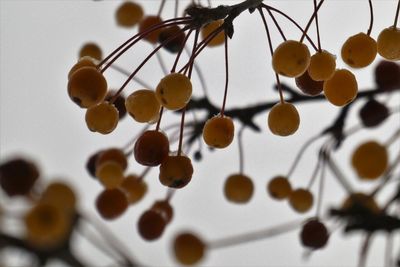 Low angle view of fruits against white background