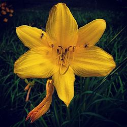 Close-up of yellow flower