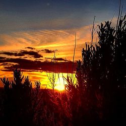 Silhouette of trees at sunset