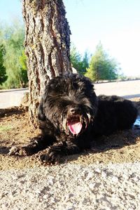 Close-up of dog on tree trunk against sky