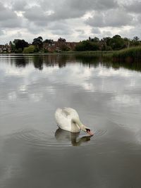 Swan floating on lake