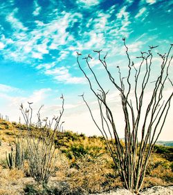 Plants on landscape against sky