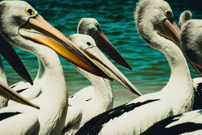 Pelicans swimming in sea