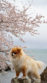 Portrait of a dog looking away sakura in the background