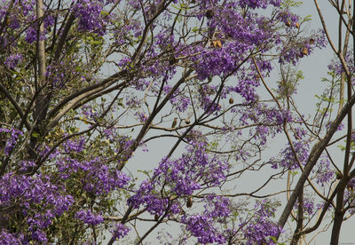 Low angle view of pink flowering tree