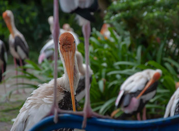 Close-up of birds in nest
