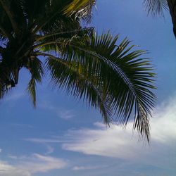 Low angle view of palm trees against blue sky