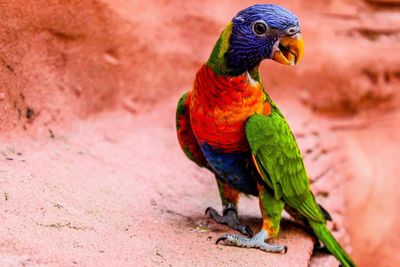 Close-up of parrot