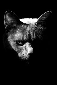 Close-up portrait of cat against black background