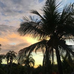 Silhouette of palm trees against dramatic sky
