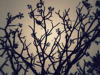 Close-up of silhouette tree against sky