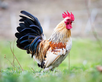 Close-up of rooster on field