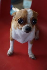 Close-up portrait of puppy