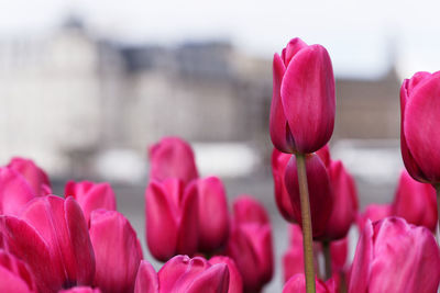 Close-up of pink tulips blooming outdoors