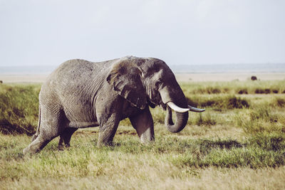 Elephant in a amboseli national park, kenya, africa