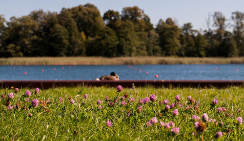 Close-up of flowers in lake