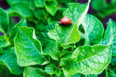 plant part