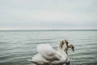 Swan swimming in sea against sky