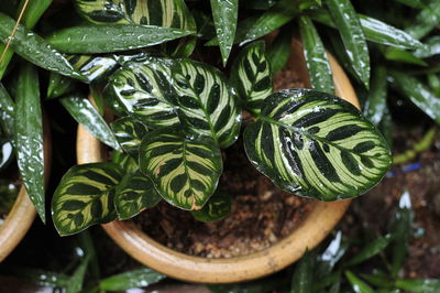 Close-up of fresh green plant
