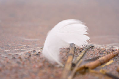 Close-up of a mushroom