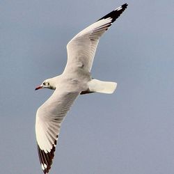 Low angle view of seagull flying against sky