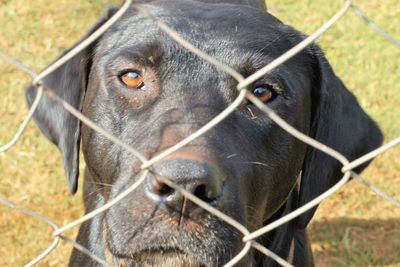 Close-up portrait of a dog