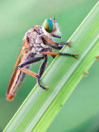 Close-up of insect on leaf