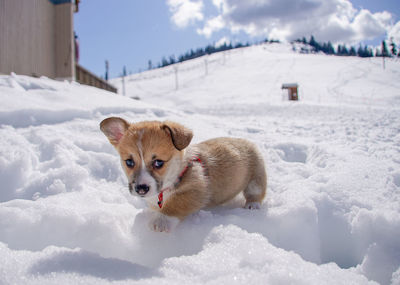 View of dog on snow covered land