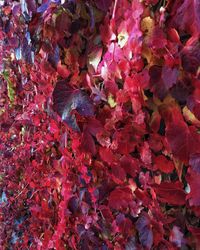 Close-up of maple tree during autumn