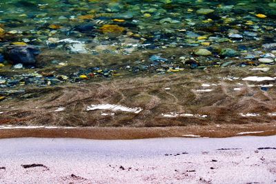 High angle view of ducks in water