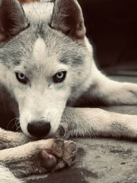 Close-up of dog