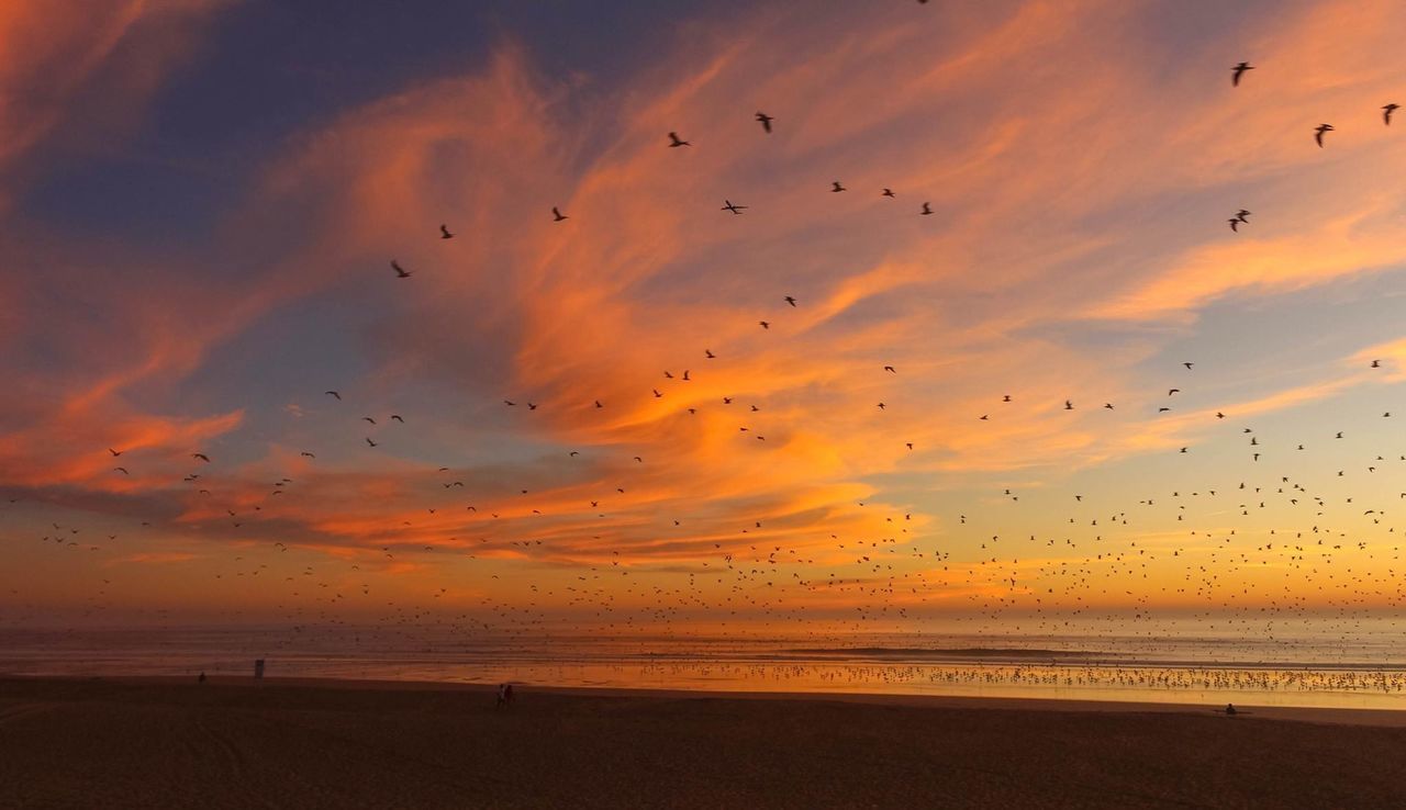 FLOCK OF BIRDS FLYING OVER SEA