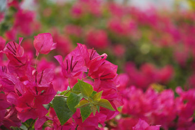 Close-up of pink flowering plant